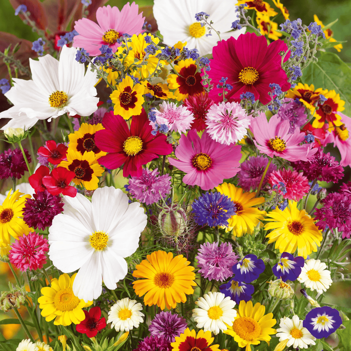PrettyicBloom™ – Farverigt Blomstermix med over 60 Sorter (1000 stk.)