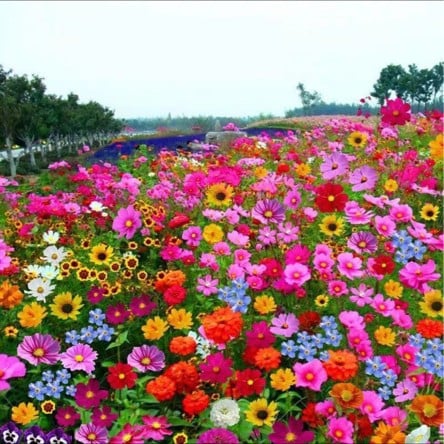 PrettyicBloom™ – Farverigt Blomstermix med over 60 Sorter (1000 stk.)