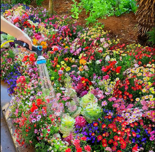 PrettyicBloom™ – Farverigt Blomstermix med over 60 Sorter (1000 stk.)