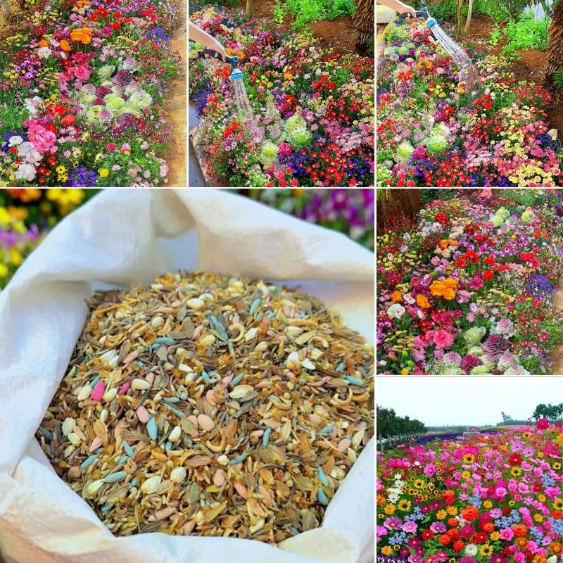 PrettyicBloom™ – Farverigt Blomstermix med over 60 Sorter (1000 stk.)
