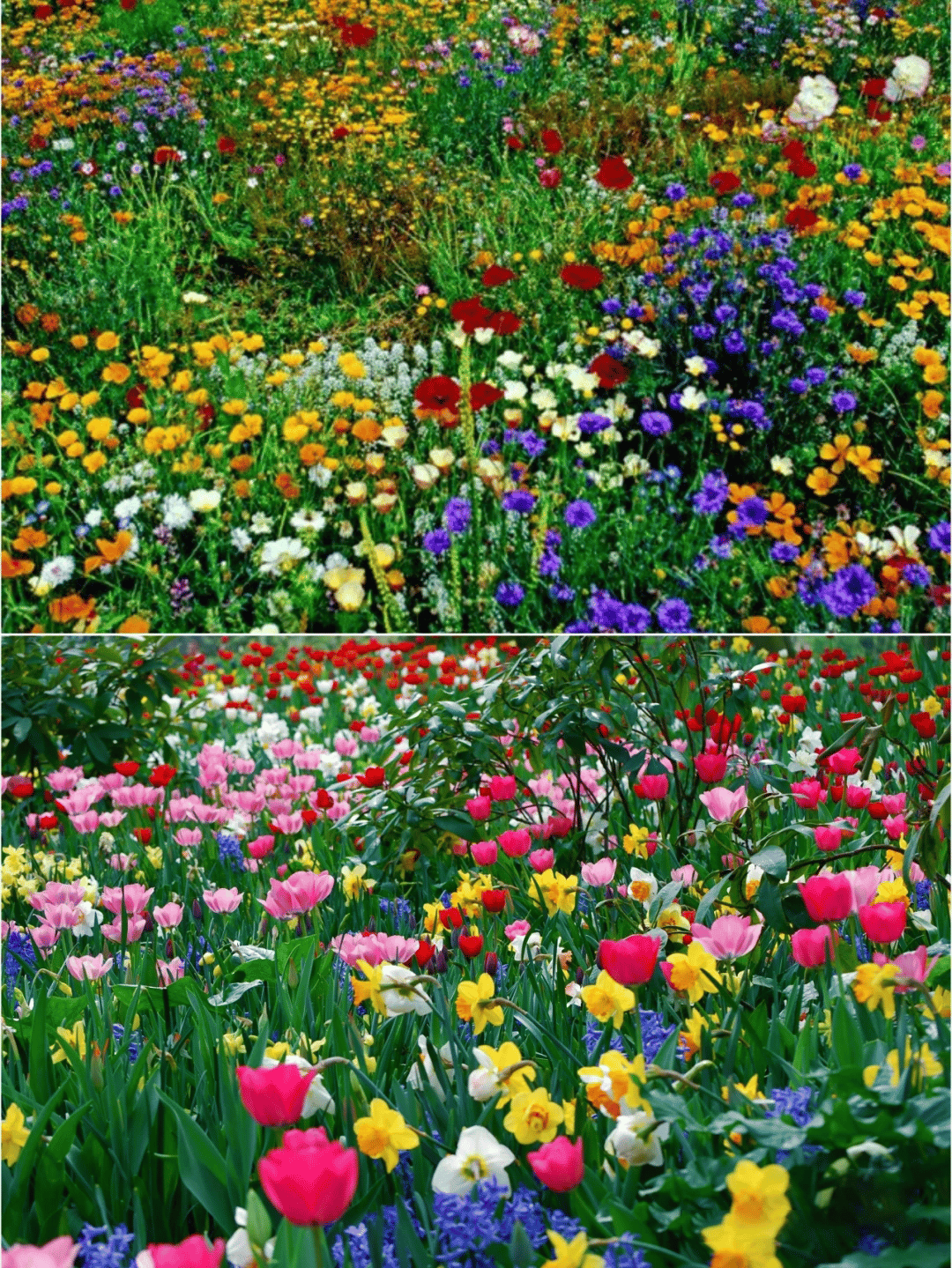 PrettyicBloom™ – Farverigt Blomstermix med over 60 Sorter (1000 stk.)