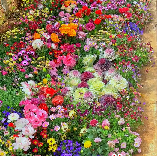 PrettyicBloom™ – Farverigt Blomstermix med over 60 Sorter (1000 stk.)