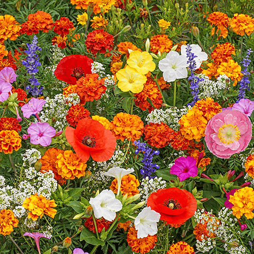 PrettyicBloom™ – Farverigt Blomstermix med over 60 Sorter (1000 stk.)