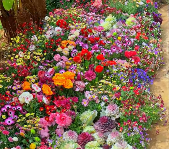 PrettyicBloom™ – Farverigt Blomstermix med over 60 Sorter (1000 stk.)