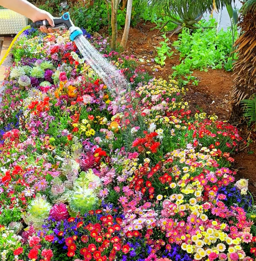 PrettyicBloom™ – Farverigt Blomstermix med over 60 Sorter (1000 stk.)
